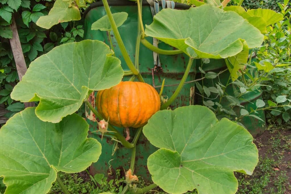 Orange Pumpkin Among The Green Leaves 